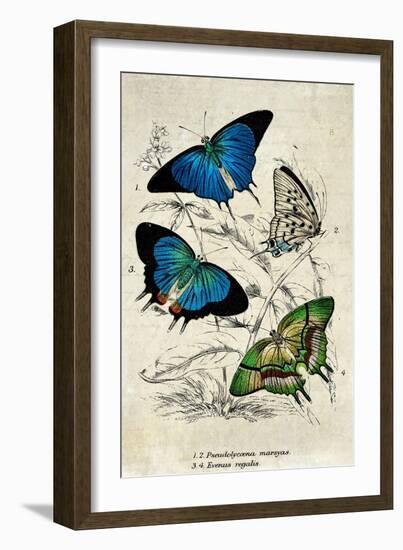 Kirby Butterflies I-Christine Zalewski-Framed Art Print