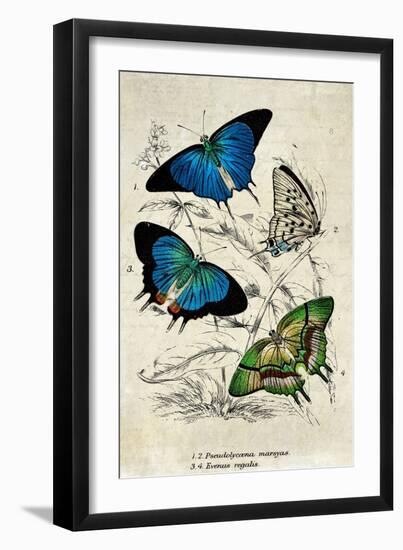 Kirby Butterflies I-Christine Zalewski-Framed Art Print
