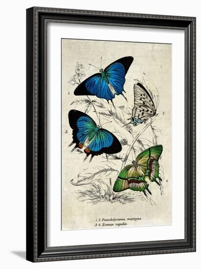 Kirby Butterflies I-Christine Zalewski-Framed Art Print