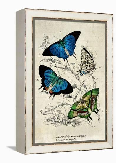 Kirby Butterflies I-Christine Zalewski-Framed Stretched Canvas