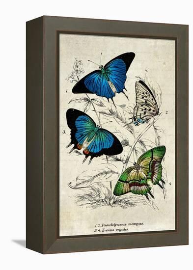 Kirby Butterflies I-Christine Zalewski-Framed Stretched Canvas