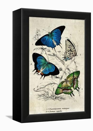 Kirby Butterflies I-Christine Zalewski-Framed Stretched Canvas