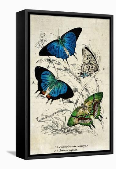 Kirby Butterflies I-Christine Zalewski-Framed Stretched Canvas