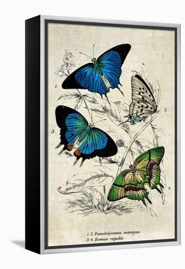 Kirby Butterflies I-Christine Zalewski-Framed Stretched Canvas