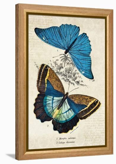 Kirby Butterflies II-Christine Zalewski-Framed Stretched Canvas