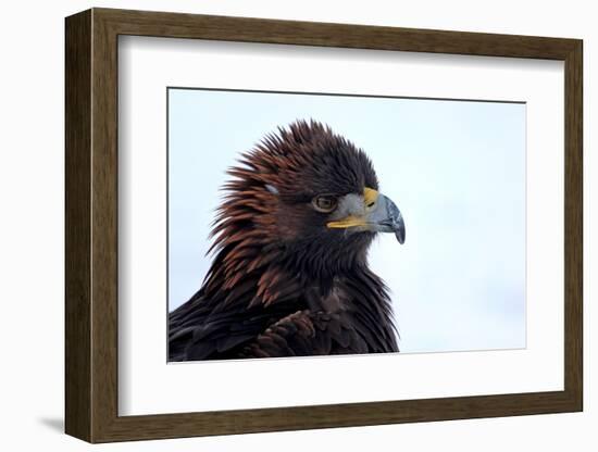 Kirghiz Golden Eagle, Portrait-Jule Leibnitz-Framed Photographic Print