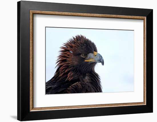 Kirghiz Golden Eagle, Portrait-Jule Leibnitz-Framed Photographic Print