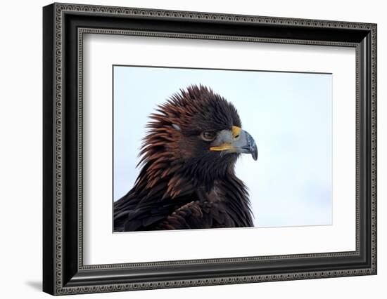 Kirghiz Golden Eagle, Portrait-Jule Leibnitz-Framed Photographic Print