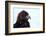 Kirghiz Golden Eagle, Portrait-Jule Leibnitz-Framed Photographic Print