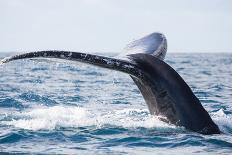 Tail of Whale/Whale Show the Tail above Water/It's a Excellent Photo, Picture, Illustration of Wild-Kirill Dorofeev-Photographic Print