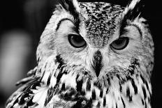 Owl close up Portrait-Kirill_M-Photographic Print