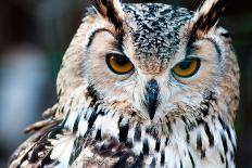 Close up Portrait of Eurasian Eagle-Owl-Kirill_M-Photographic Print