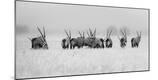 Photographic Print