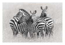 Zebras-Kirill Trubitsyn-Framed Photographic Print