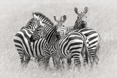 Zebras-Kirill Trubitsyn-Framed Photographic Print