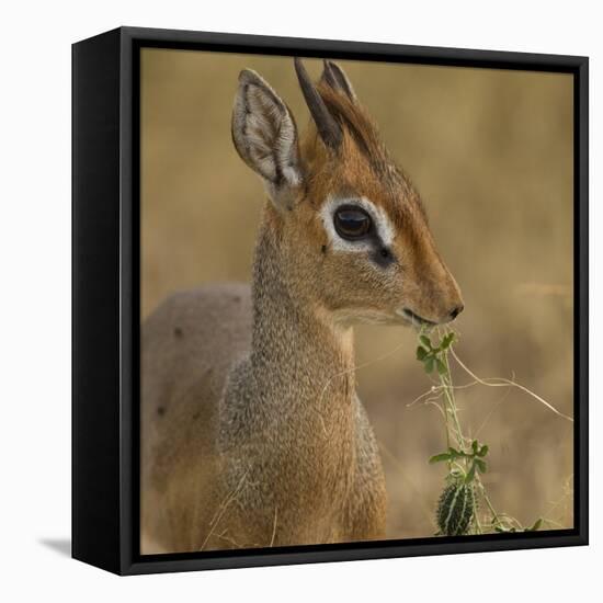 Kirk's Dik-Dik Browsing-Joe McDonald-Framed Premier Image Canvas