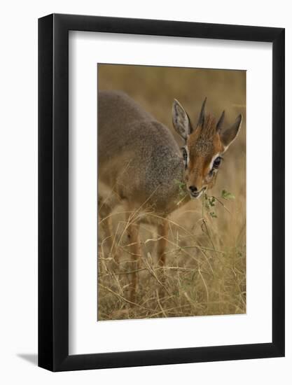 Kirk's Dik-Dik Browsing-Joe McDonald-Framed Photographic Print