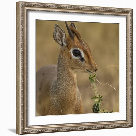 Kirk's Dik-Dik Browsing-Joe McDonald-Framed Photographic Print