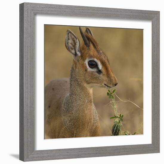 Kirk's Dik-Dik Browsing-Joe McDonald-Framed Photographic Print