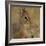 Kirk's Dik-Dik Browsing-Joe McDonald-Framed Photographic Print