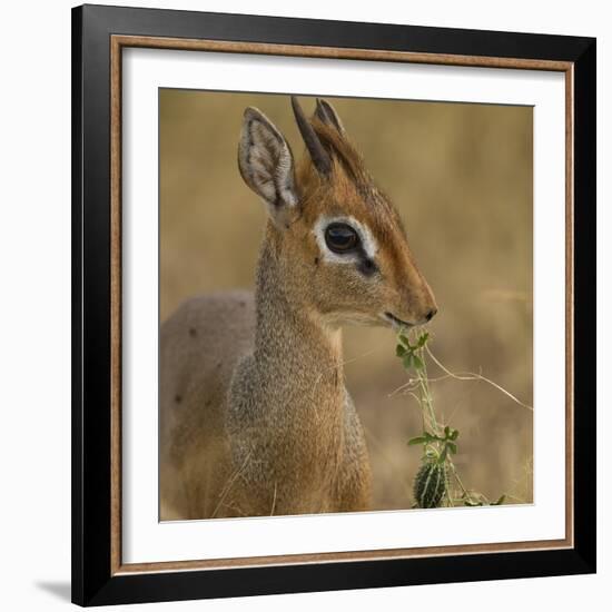 Kirk's Dik-Dik Browsing-Joe McDonald-Framed Photographic Print