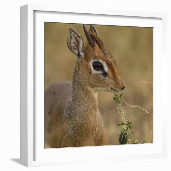 Kirk's Dik-Dik Browsing-Joe McDonald-Framed Photographic Print