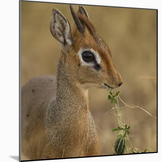 Kirk's Dik-Dik Browsing-Joe McDonald-Mounted Photographic Print