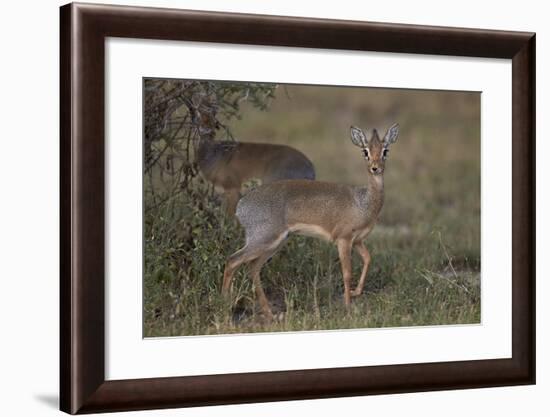 Kirk's Dik Dik (Kirks Dik-Dik) (Madoqua Kirkii)-James Hager-Framed Photographic Print