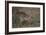 Kirk's Dik Dik (Kirks Dik-Dik) (Madoqua Kirkii)-James Hager-Framed Photographic Print