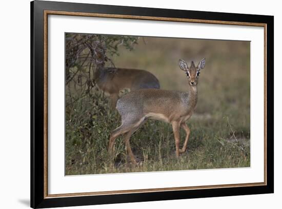 Kirk's Dik Dik (Kirks Dik-Dik) (Madoqua Kirkii)-James Hager-Framed Photographic Print