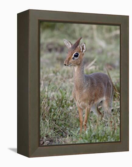 Kirk's Dik-Dik (Madoqua Kirkii), Masai Mara National Reserve, Kenya, East Africa, Africa-James Hager-Framed Premier Image Canvas