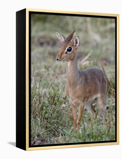 Kirk's Dik-Dik (Madoqua Kirkii), Masai Mara National Reserve, Kenya, East Africa, Africa-James Hager-Framed Premier Image Canvas