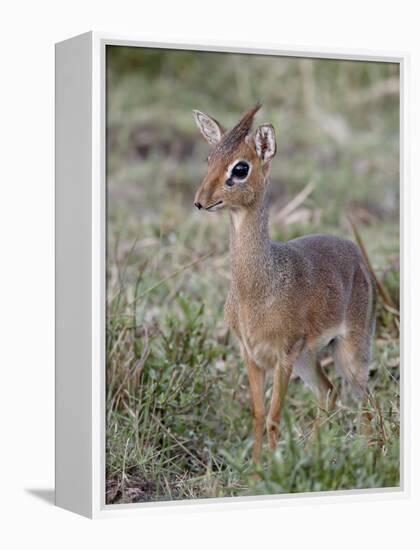 Kirk's Dik-Dik (Madoqua Kirkii), Masai Mara National Reserve, Kenya, East Africa, Africa-James Hager-Framed Premier Image Canvas