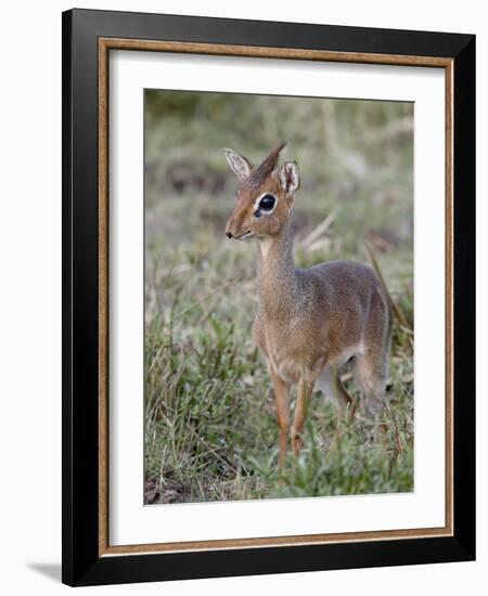 Kirk's Dik-Dik (Madoqua Kirkii), Masai Mara National Reserve, Kenya, East Africa, Africa-James Hager-Framed Photographic Print