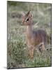 Kirk's Dik-Dik (Madoqua Kirkii), Masai Mara National Reserve, Kenya, East Africa, Africa-James Hager-Mounted Photographic Print