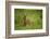 Kirk's Dik-Dik Resting in Grass-Joe McDonald-Framed Photographic Print