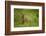 Kirk's Dik-Dik Resting in Grass-Joe McDonald-Framed Photographic Print