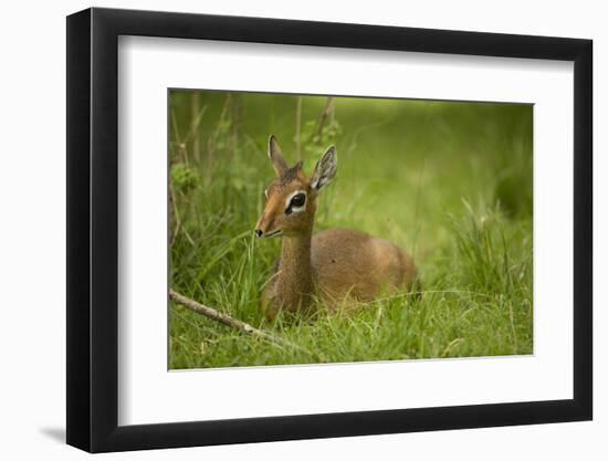 Kirk's Dik-Dik Resting in Grass-Joe McDonald-Framed Photographic Print