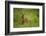 Kirk's Dik-Dik Resting in Grass-Joe McDonald-Framed Photographic Print