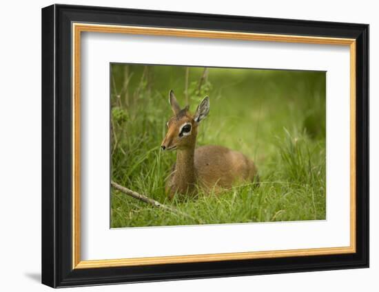 Kirk's Dik-Dik Resting in Grass-Joe McDonald-Framed Photographic Print