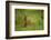 Kirk's Dik-Dik Resting in Grass-Joe McDonald-Framed Photographic Print