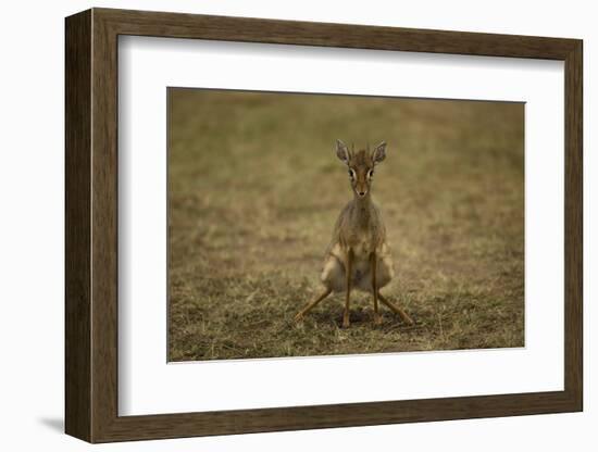 Kirk's Dik-Dik-Joe McDonald-Framed Photographic Print