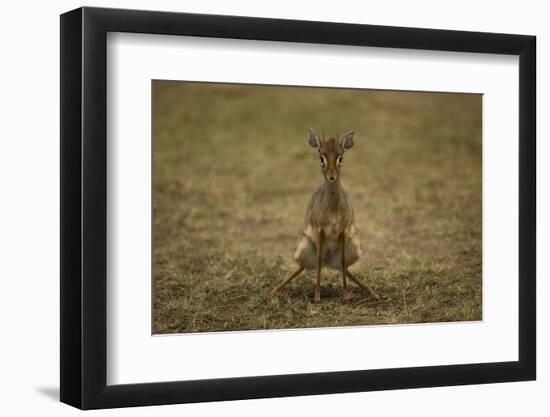 Kirk's Dik-Dik-Joe McDonald-Framed Photographic Print