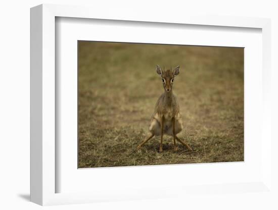 Kirk's Dik-Dik-Joe McDonald-Framed Photographic Print