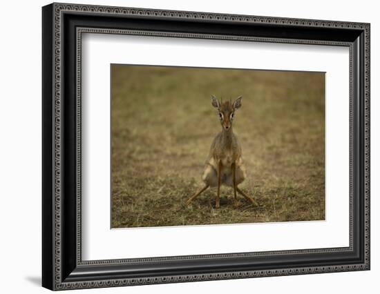 Kirk's Dik-Dik-Joe McDonald-Framed Photographic Print