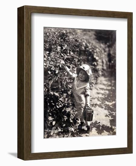 Kirkland Berry Farms, Baby Berry Picker, Undated-Asahel Curtis-Framed Giclee Print