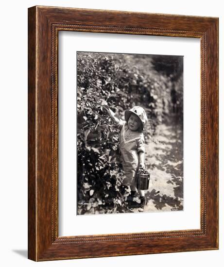 Kirkland Berry Farms, Baby Berry Picker, Undated-Asahel Curtis-Framed Giclee Print