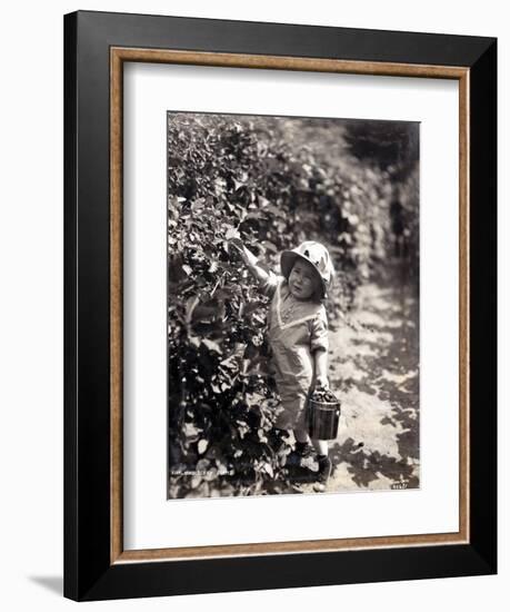 Kirkland Berry Farms, Baby Berry Picker, Undated-Asahel Curtis-Framed Giclee Print