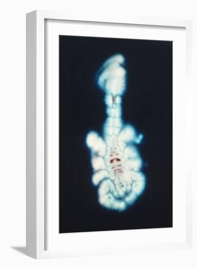 Kirlian Scorpion-John Cutten-Framed Art Print