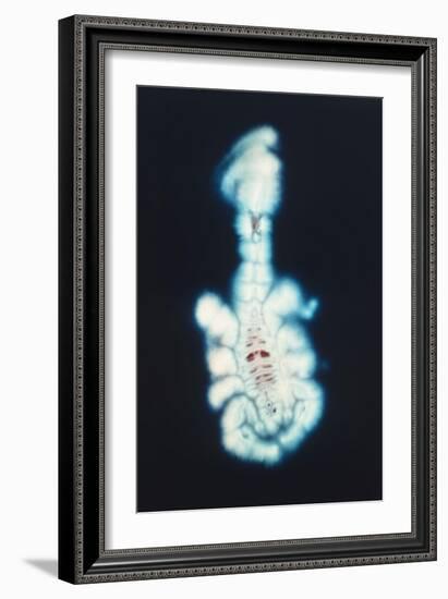 Kirlian Scorpion-John Cutten-Framed Art Print